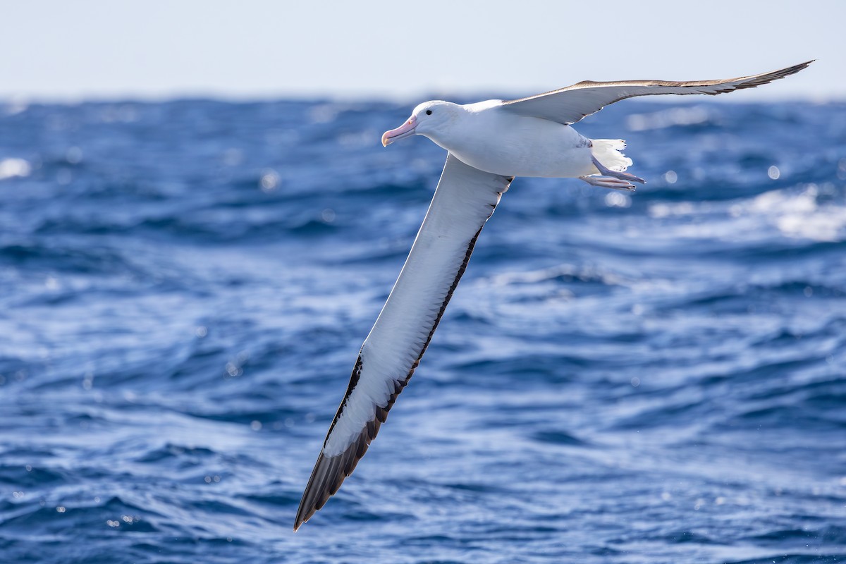 Northern Royal Albatross - ML642007939