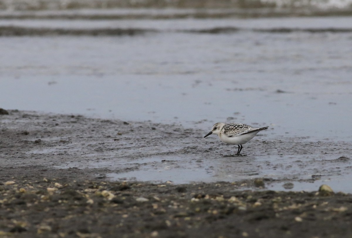 Sanderling - ML642007942