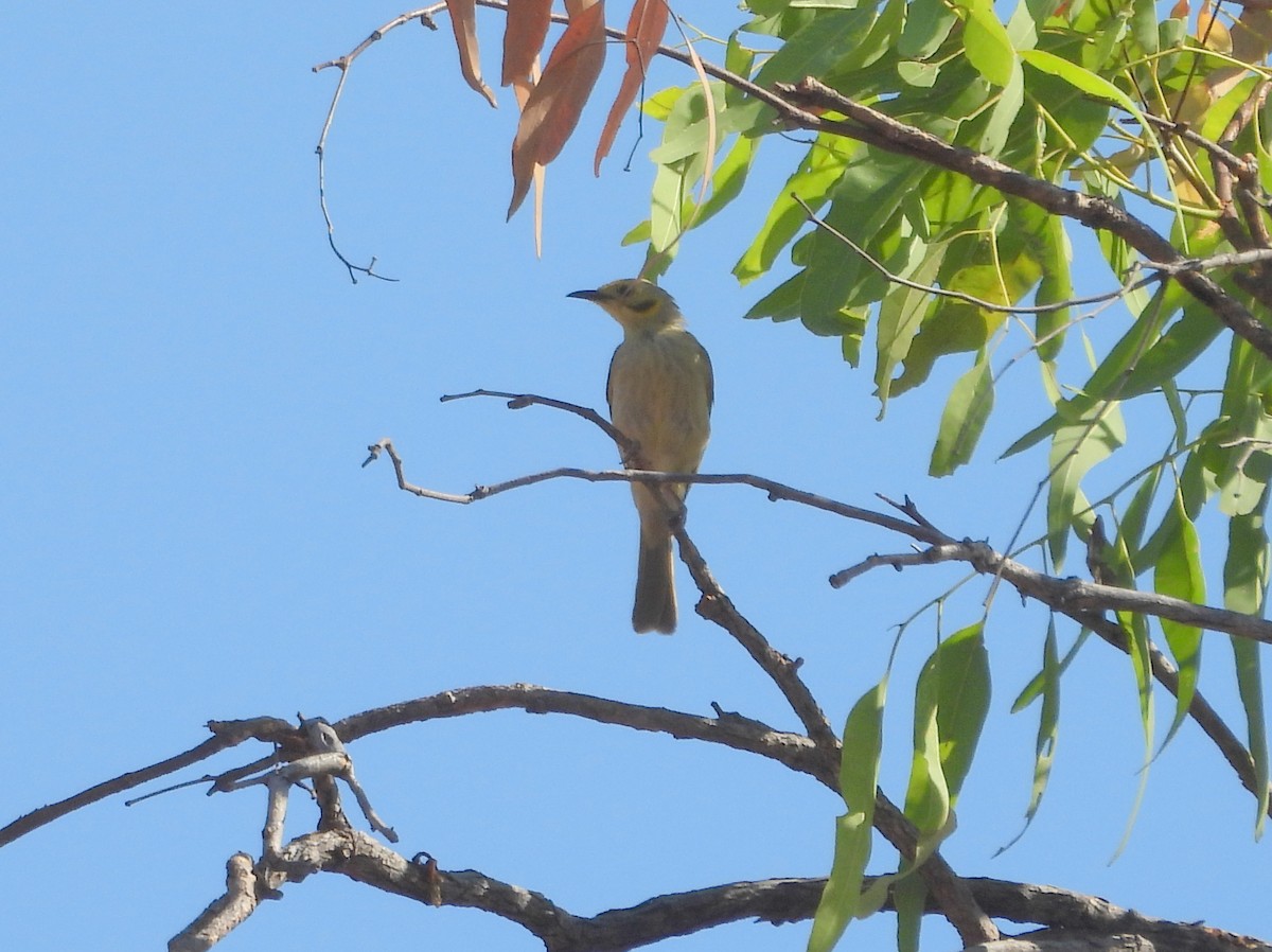 Yellow-tinted Honeyeater - ML642007943