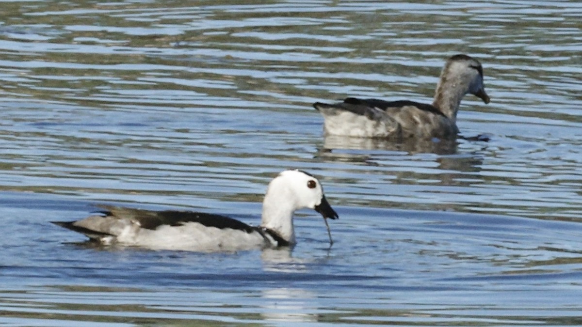 Cotton Pygmy-Goose - ML642007945