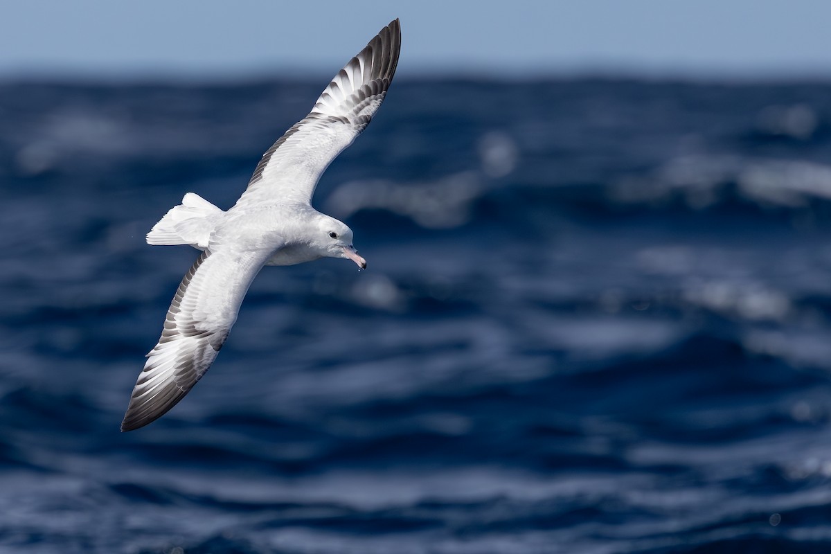 Southern Fulmar - ML642007950