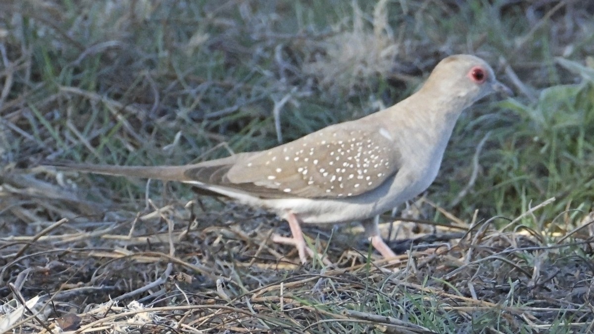 Diamond Dove - ML642007952