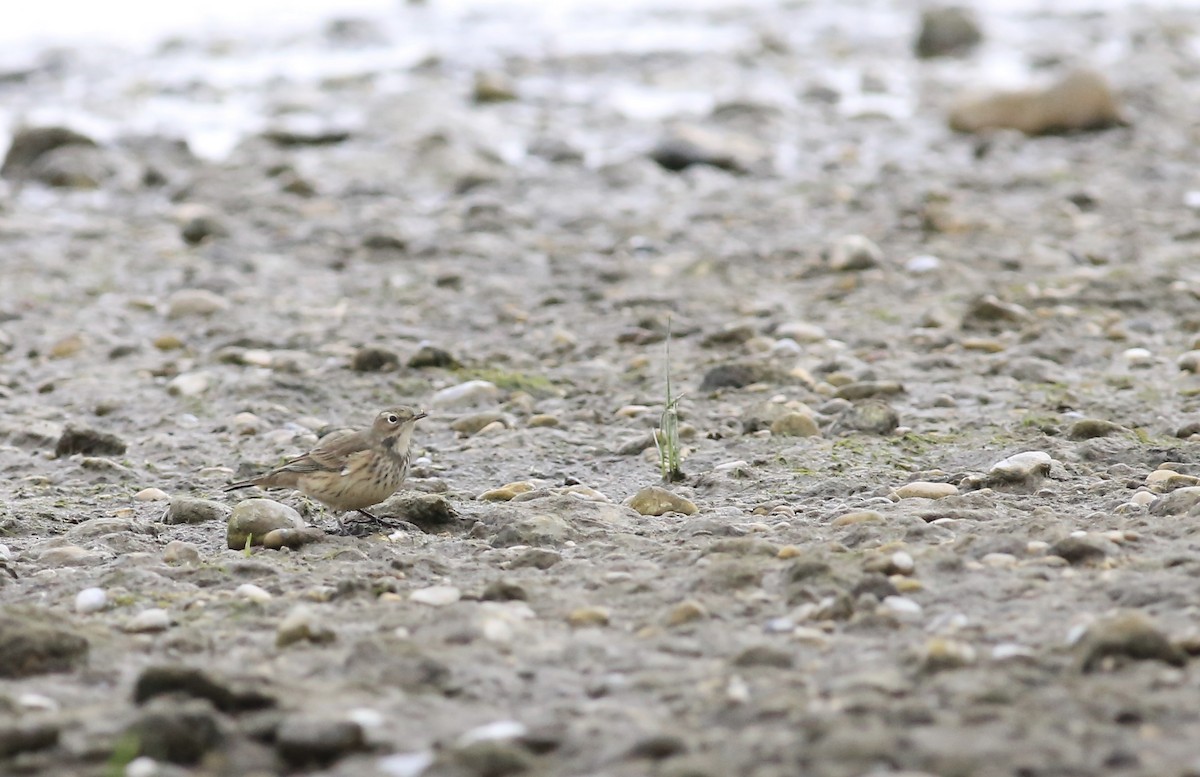 linduška tundrová - ML642007964