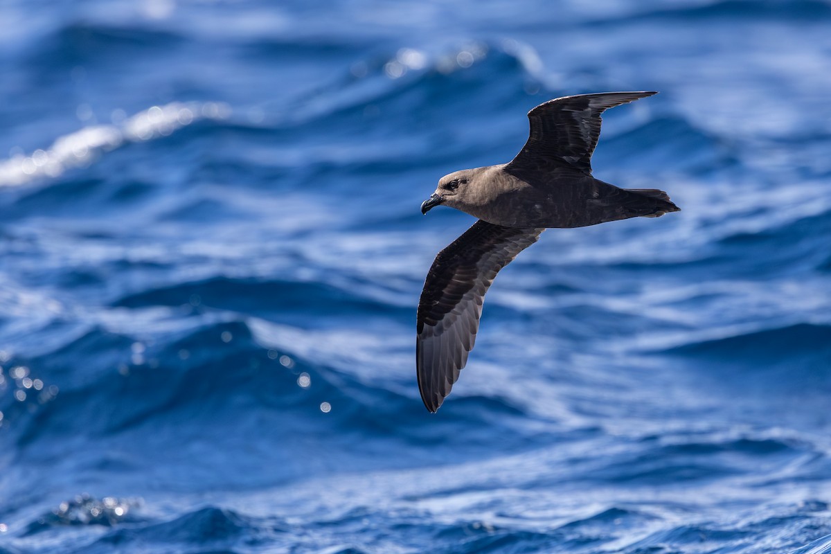 Great-winged Petrel - ML642007965