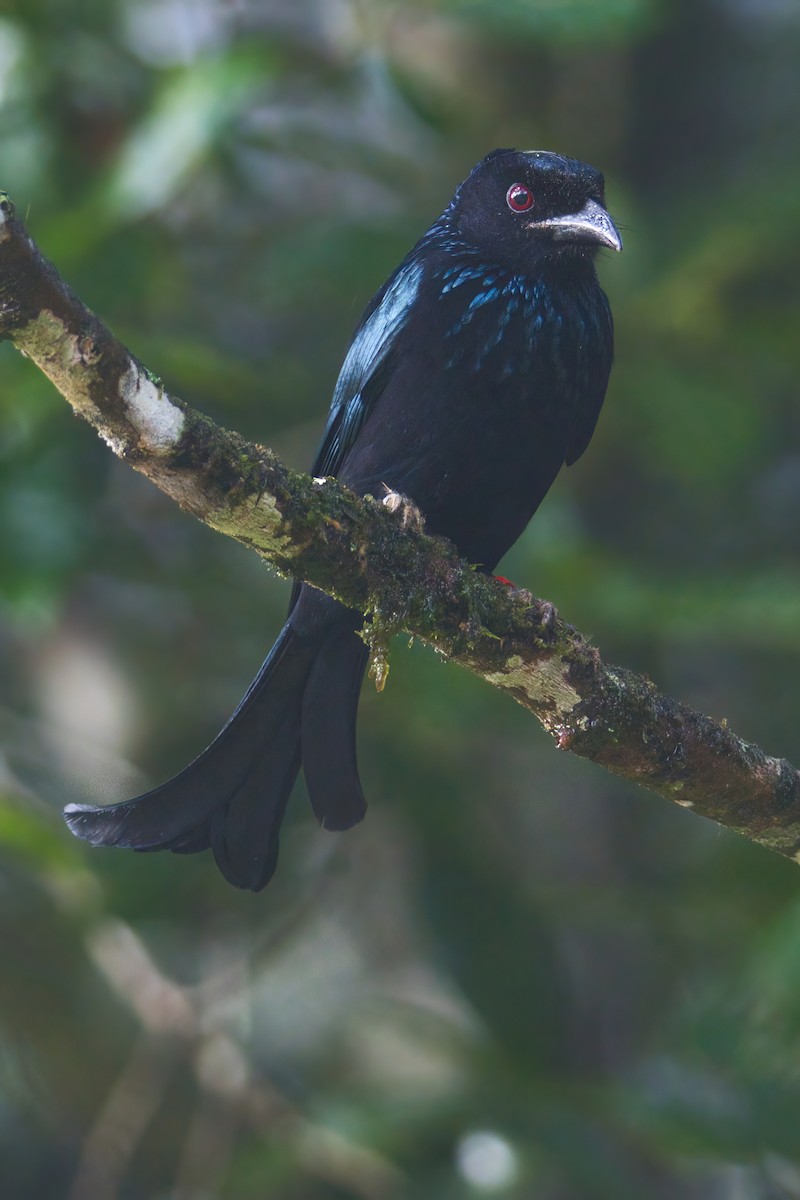 髮冠卷尾(borneensis) - ML642007968
