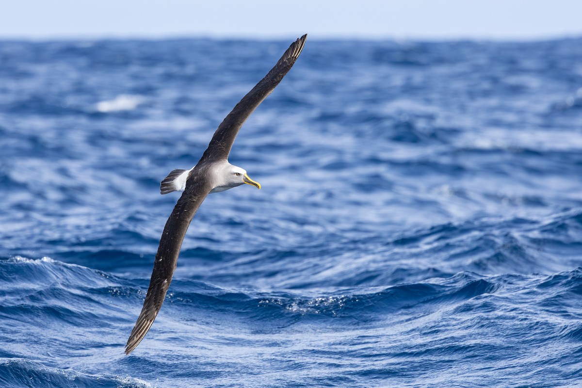 Buller's Albatross - ML642007976