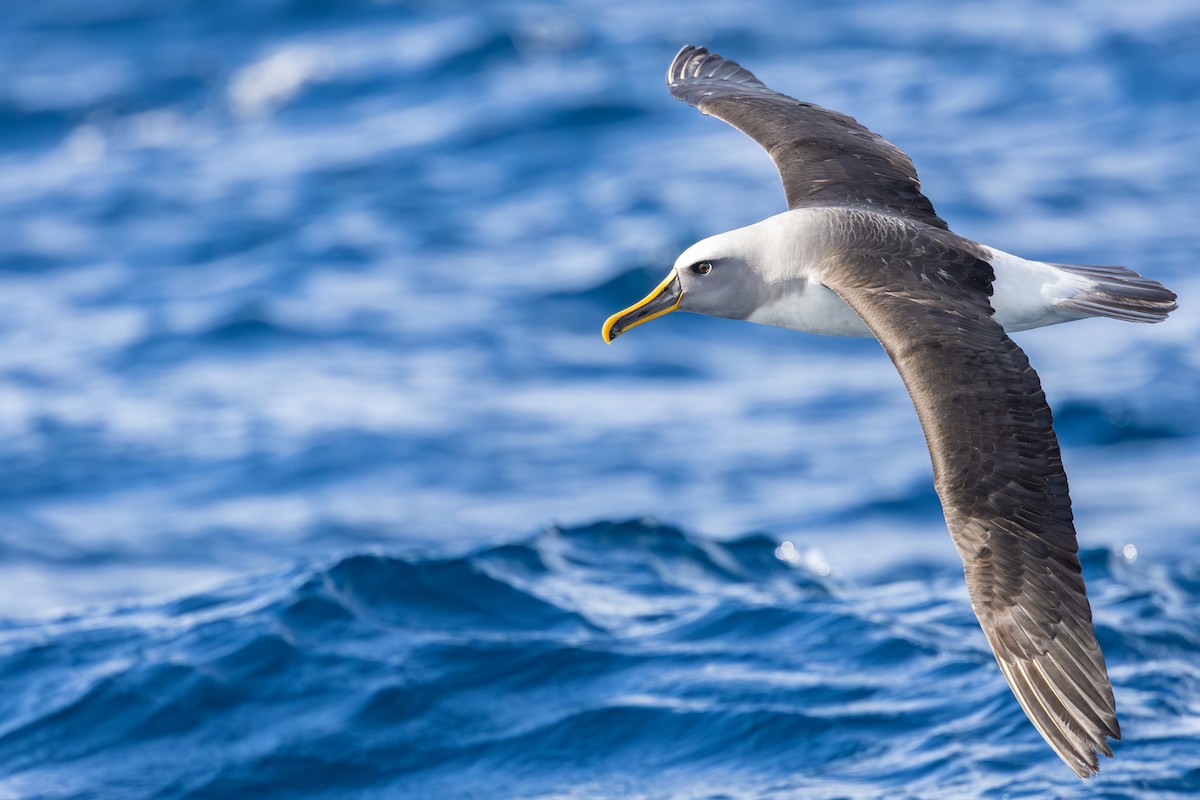 Buller's Albatross - ML642007977