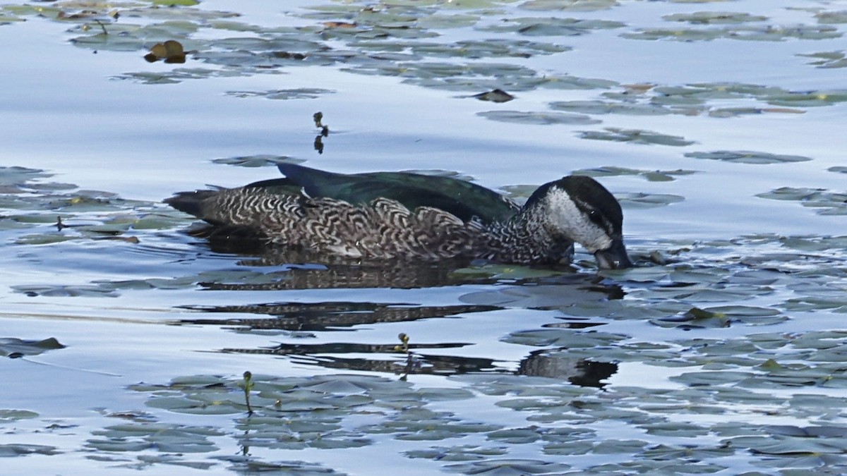Green Pygmy-Goose - ML642007985