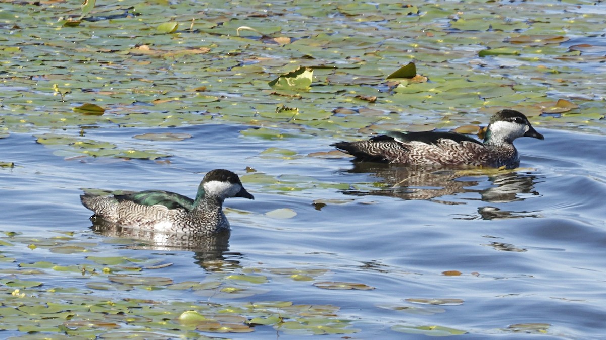 Green Pygmy-Goose - ML642007989