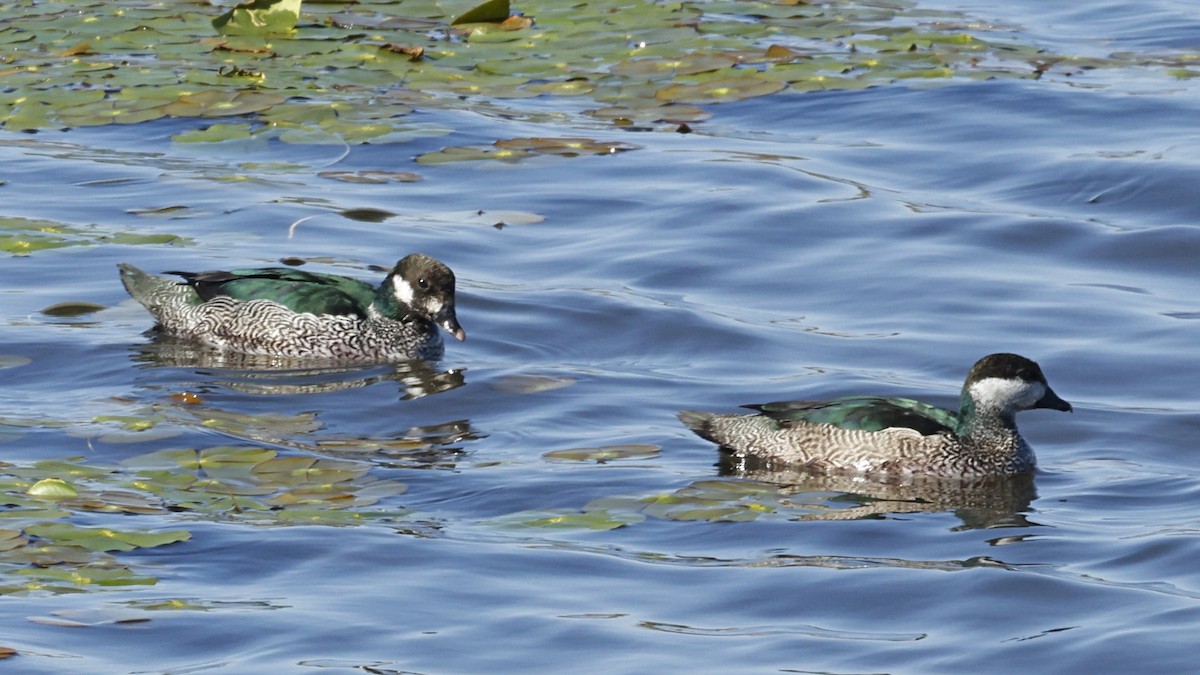 Green Pygmy-Goose - ML642007992