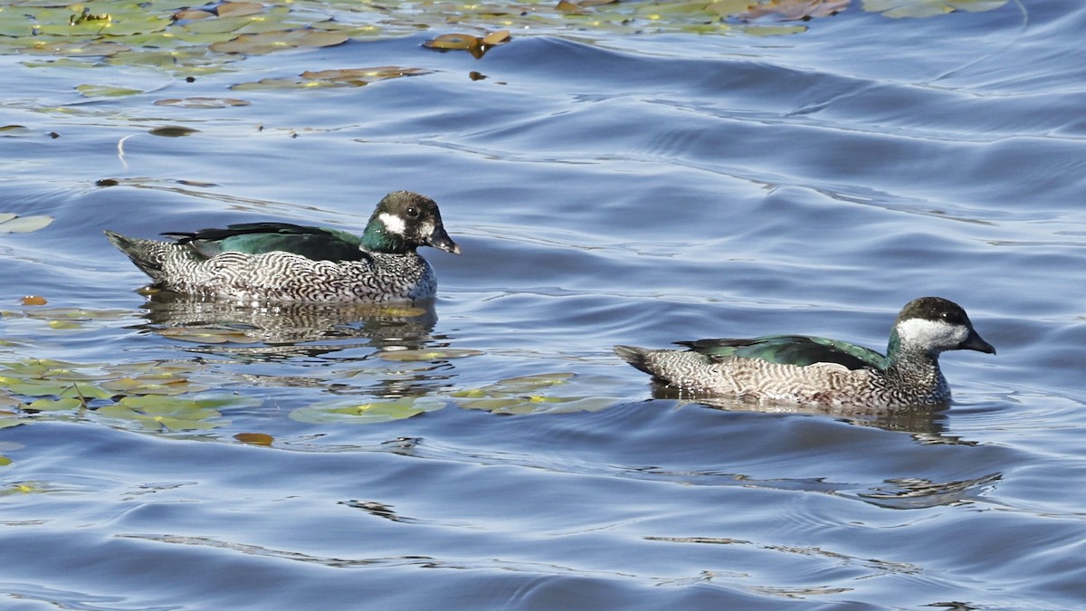 Green Pygmy-Goose - ML642007994