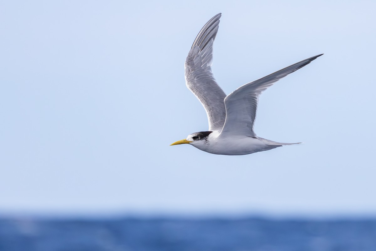 Great Crested Tern - ML642008010