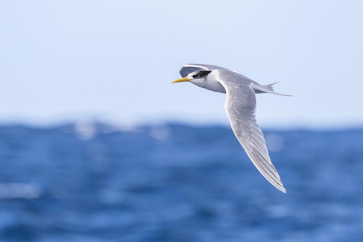Great Crested Tern - ML642008011