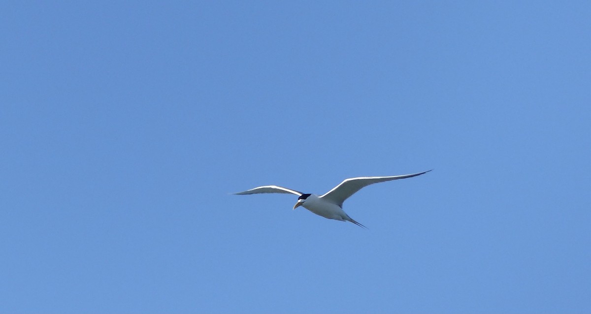Great Crested Tern - ML642008014