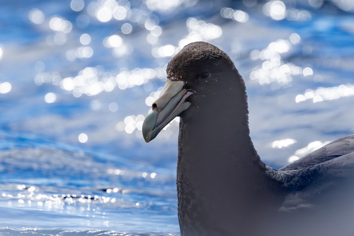 Southern Giant-Petrel - ML642008015