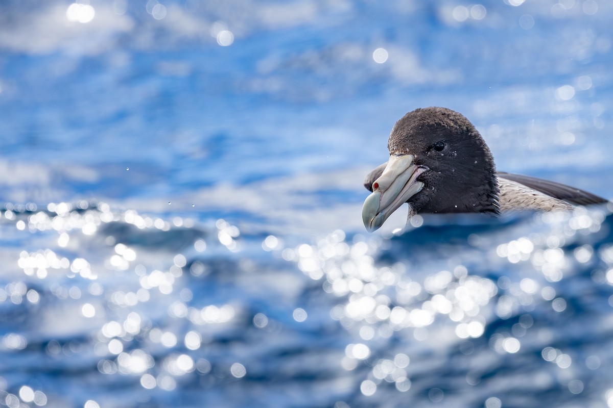Southern Giant-Petrel - ML642008016