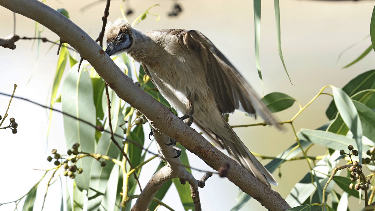 Little Friarbird - ML642008020