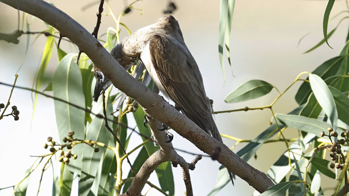Little Friarbird - ML642008021