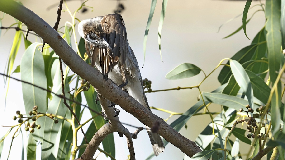 Little Friarbird - ML642008024