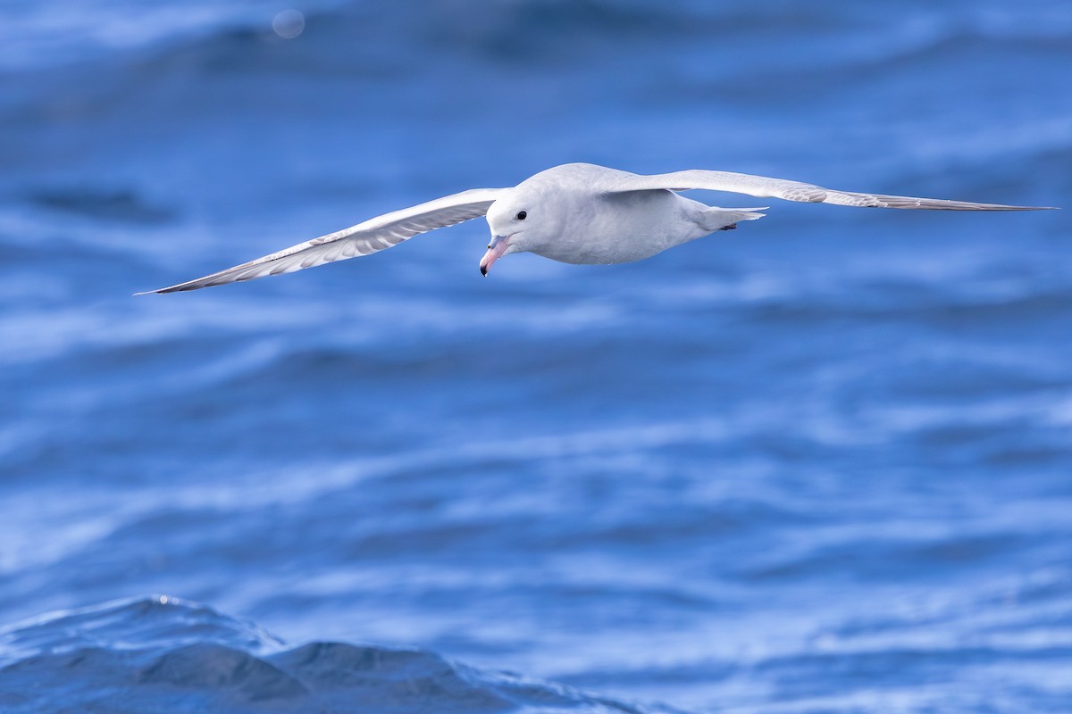 Southern Fulmar - ML642008026