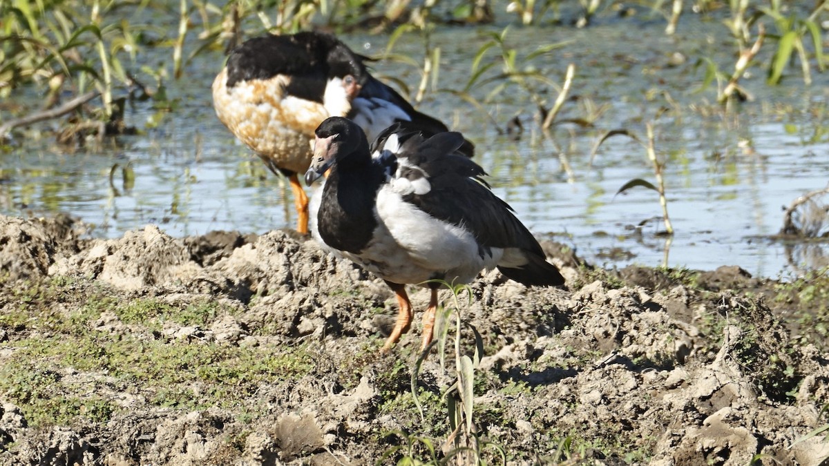 Magpie Goose - ML642008027