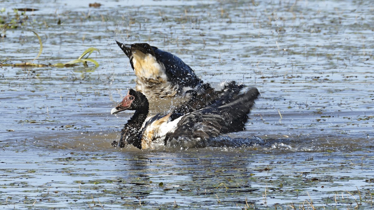 Magpie Goose - ML642008028