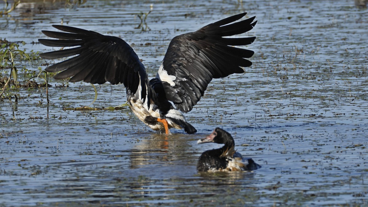 Magpie Goose - ML642008029