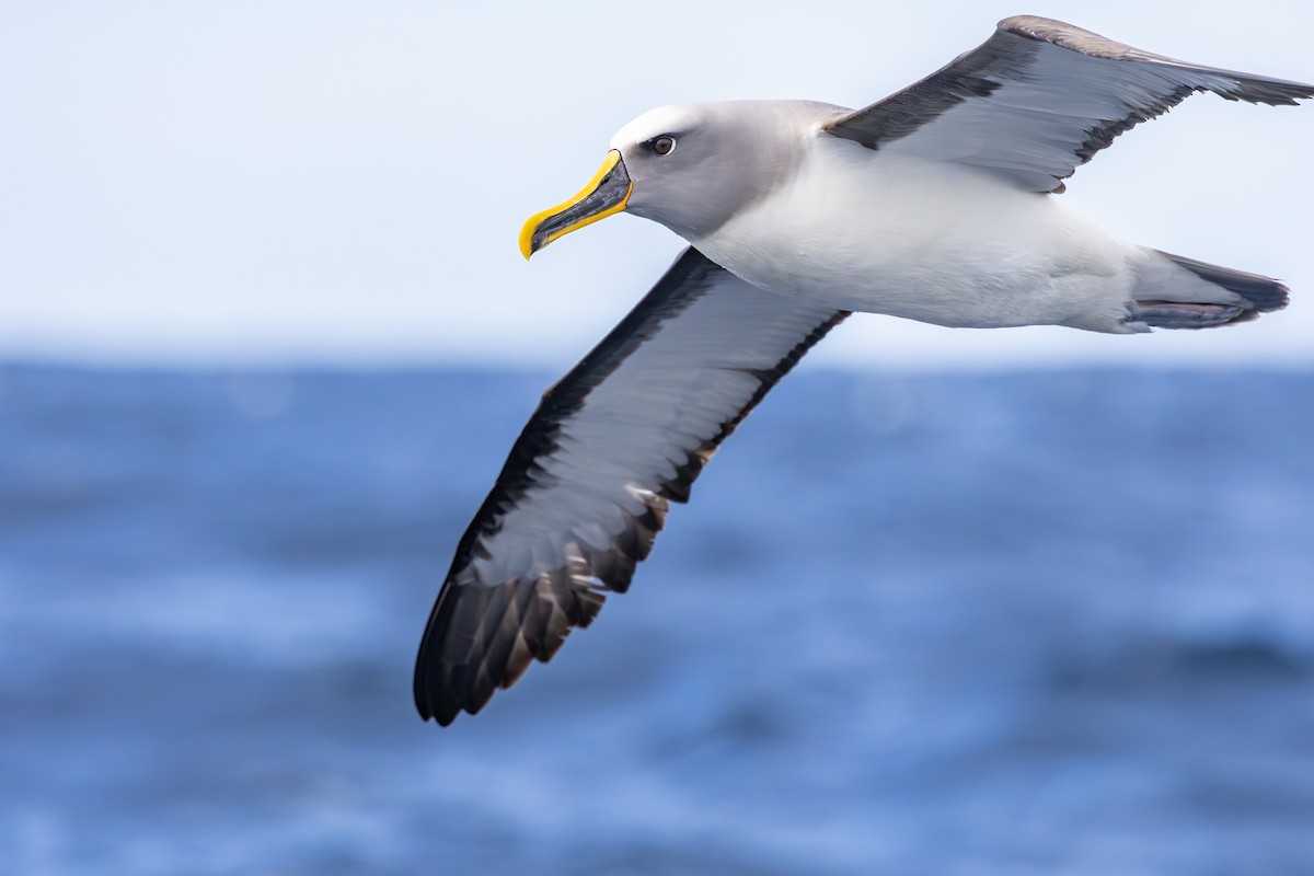 Buller's Albatross - ML642008030