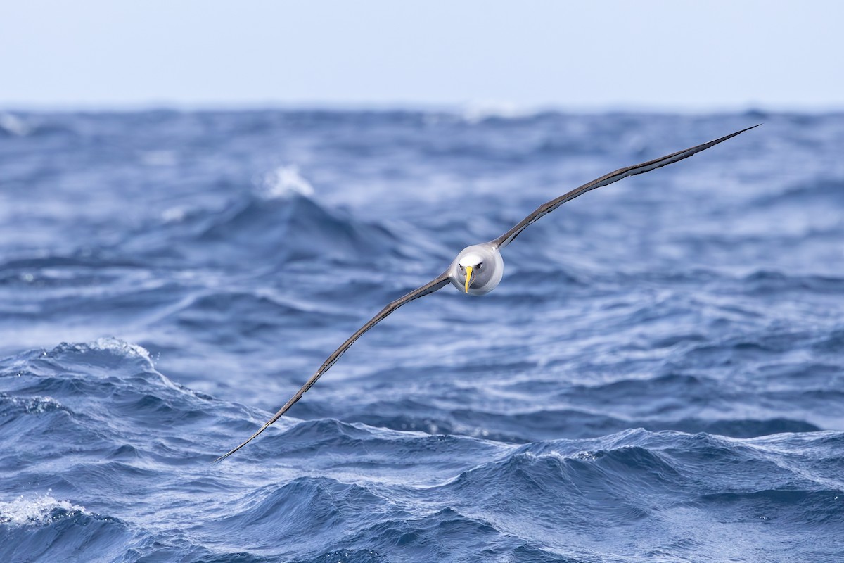 Buller's Albatross - ML642008031