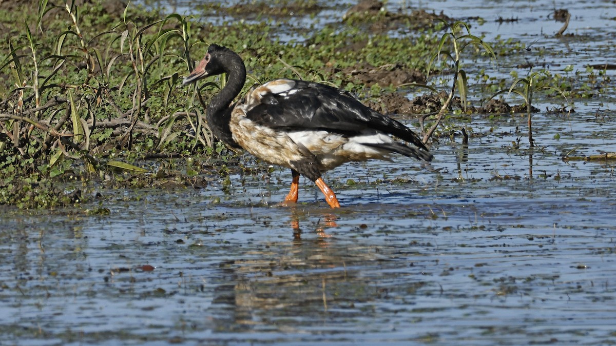 Magpie Goose - ML642008032