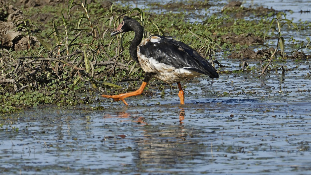 Magpie Goose - ML642008033