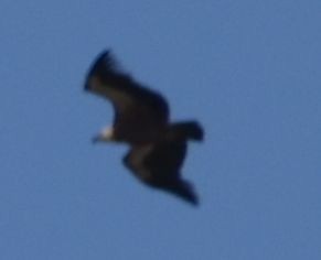 Vautour fauve - ML642008035