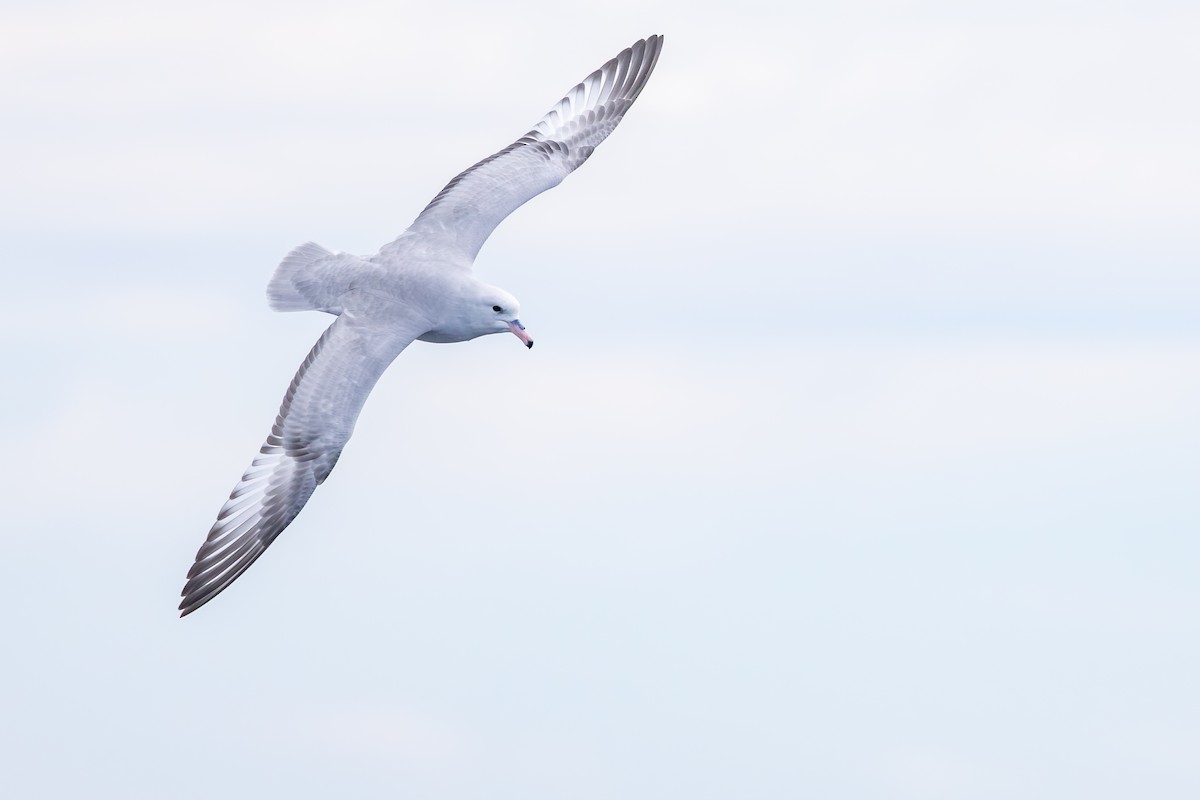 Southern Fulmar - ML642008042