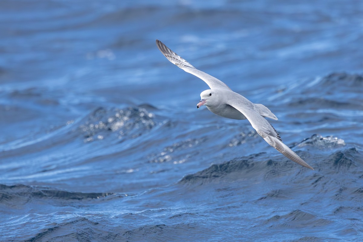 Southern Fulmar - ML642008043