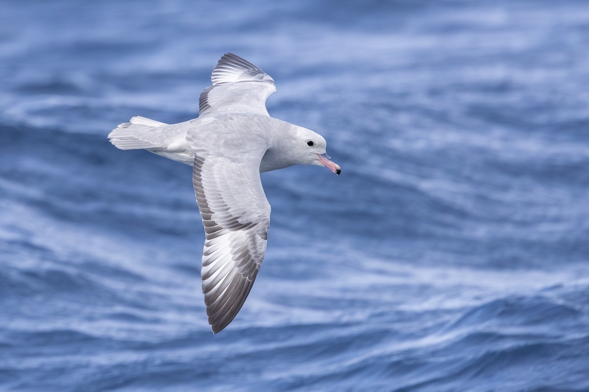 Southern Fulmar - ML642008044