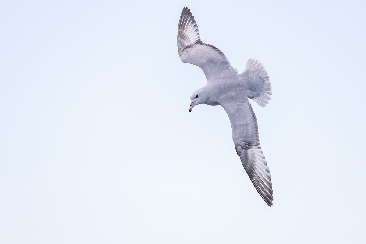 Southern Fulmar - ML642008045