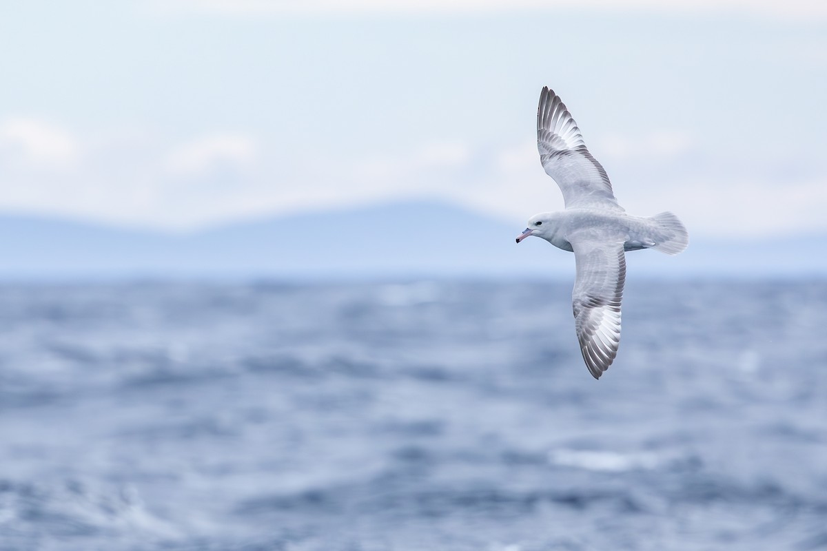 Southern Fulmar - ML642008046
