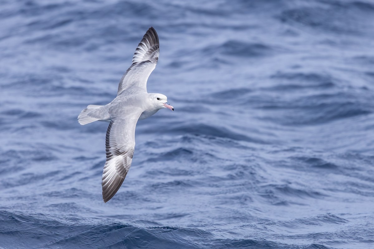 Southern Fulmar - ML642008047