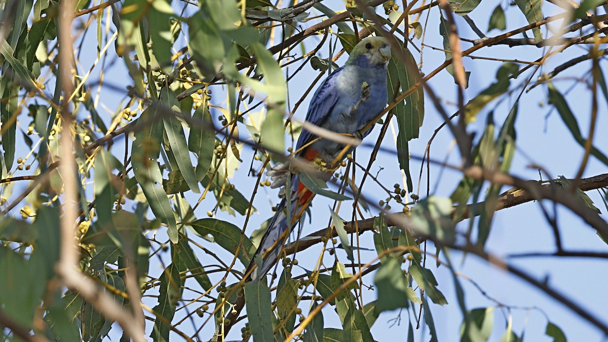 Pale-headed Rosella - ML642008057
