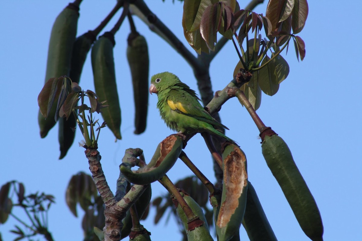 chiririparakitt - ML642008058