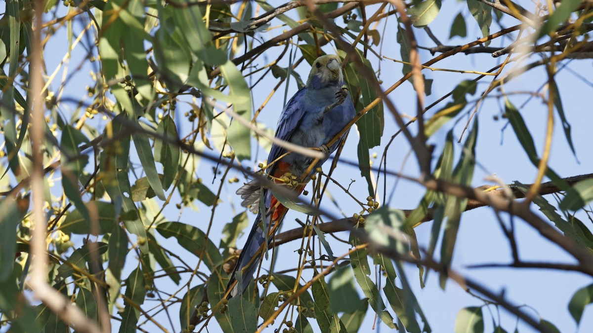 Pale-headed Rosella - ML642008059