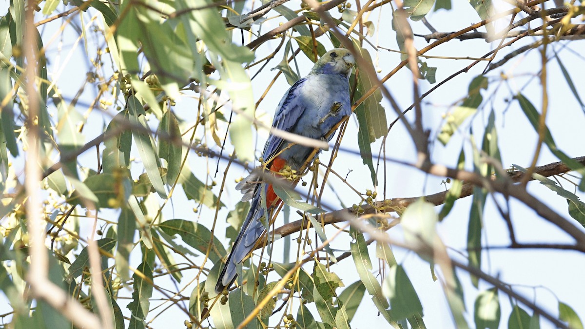 Pale-headed Rosella - ML642008060