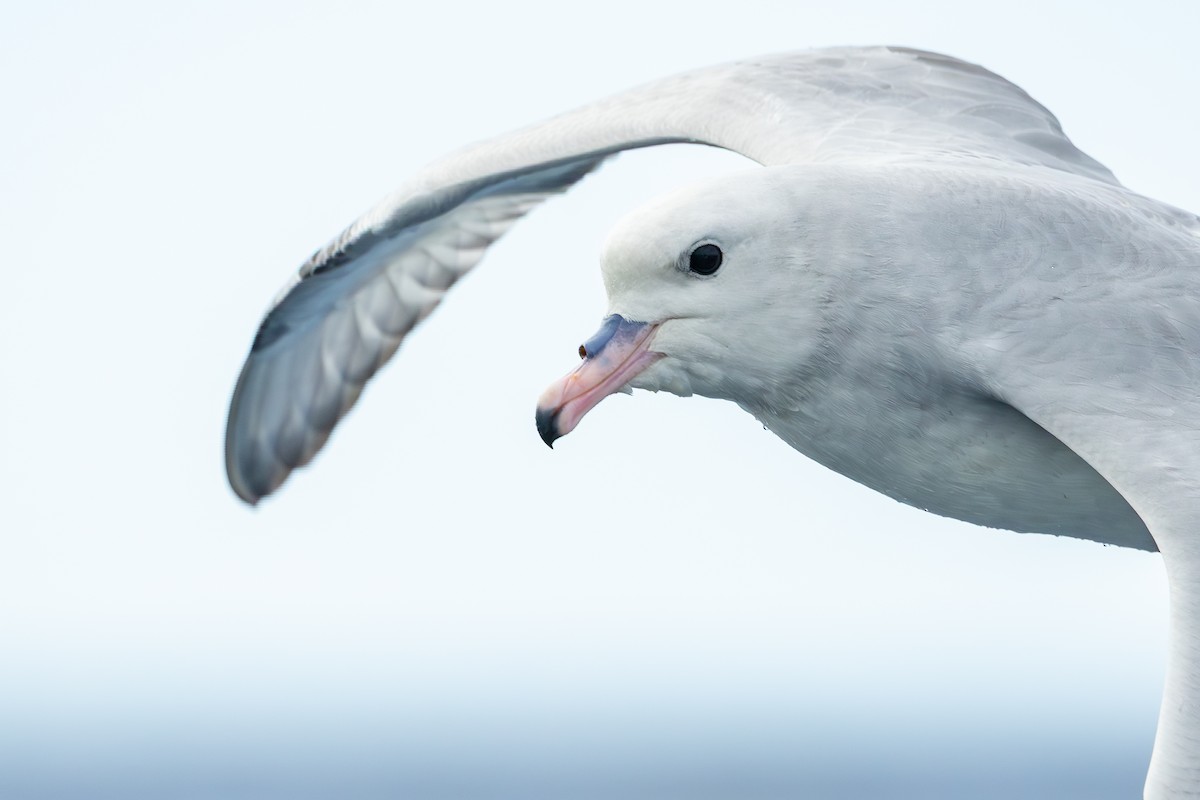 Southern Fulmar - ML642008068
