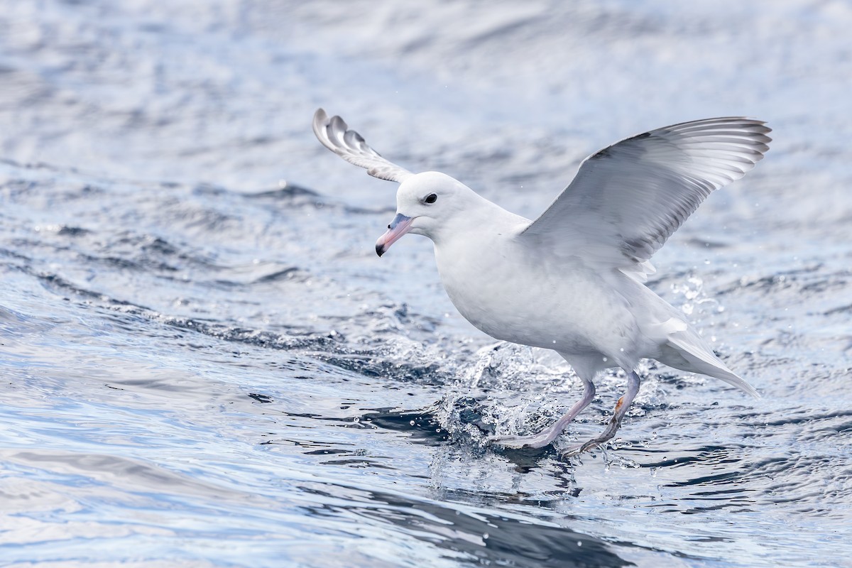 Southern Fulmar - ML642008069