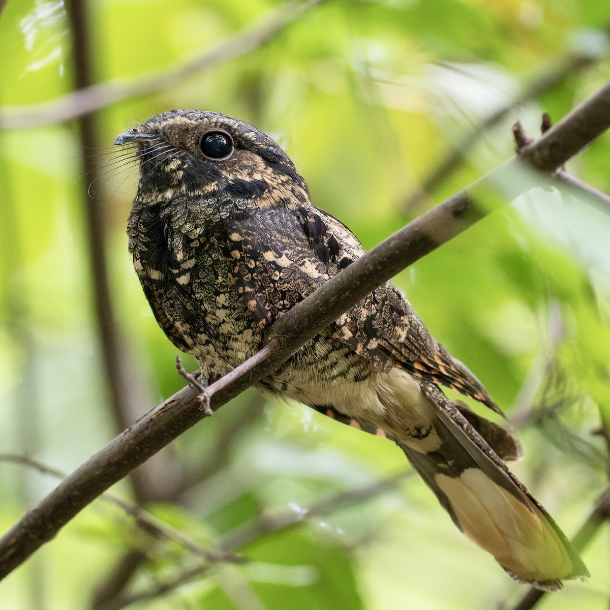 Eastern Whip-poor-will - ML642008070