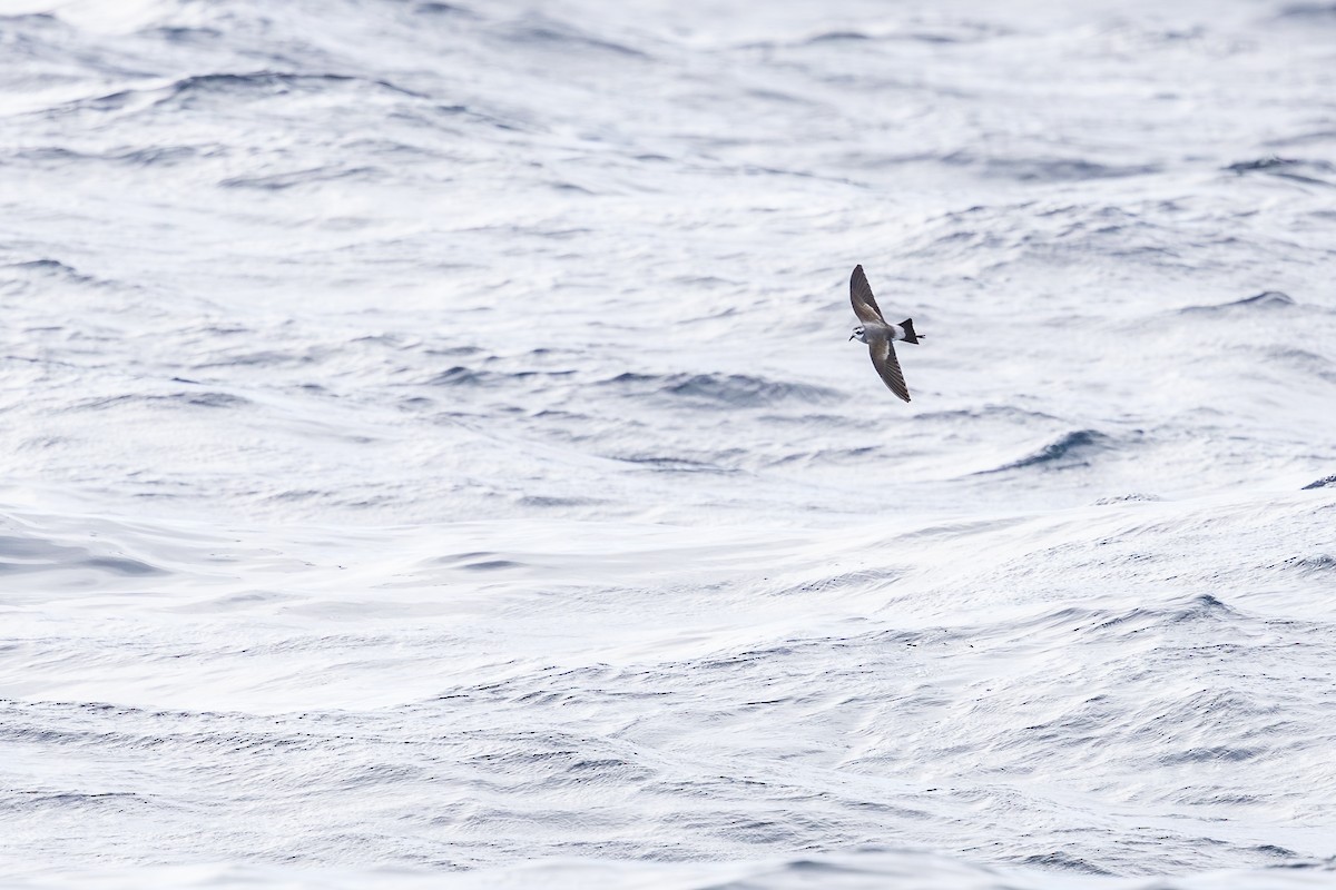 White-faced Storm-Petrel - ML642008080