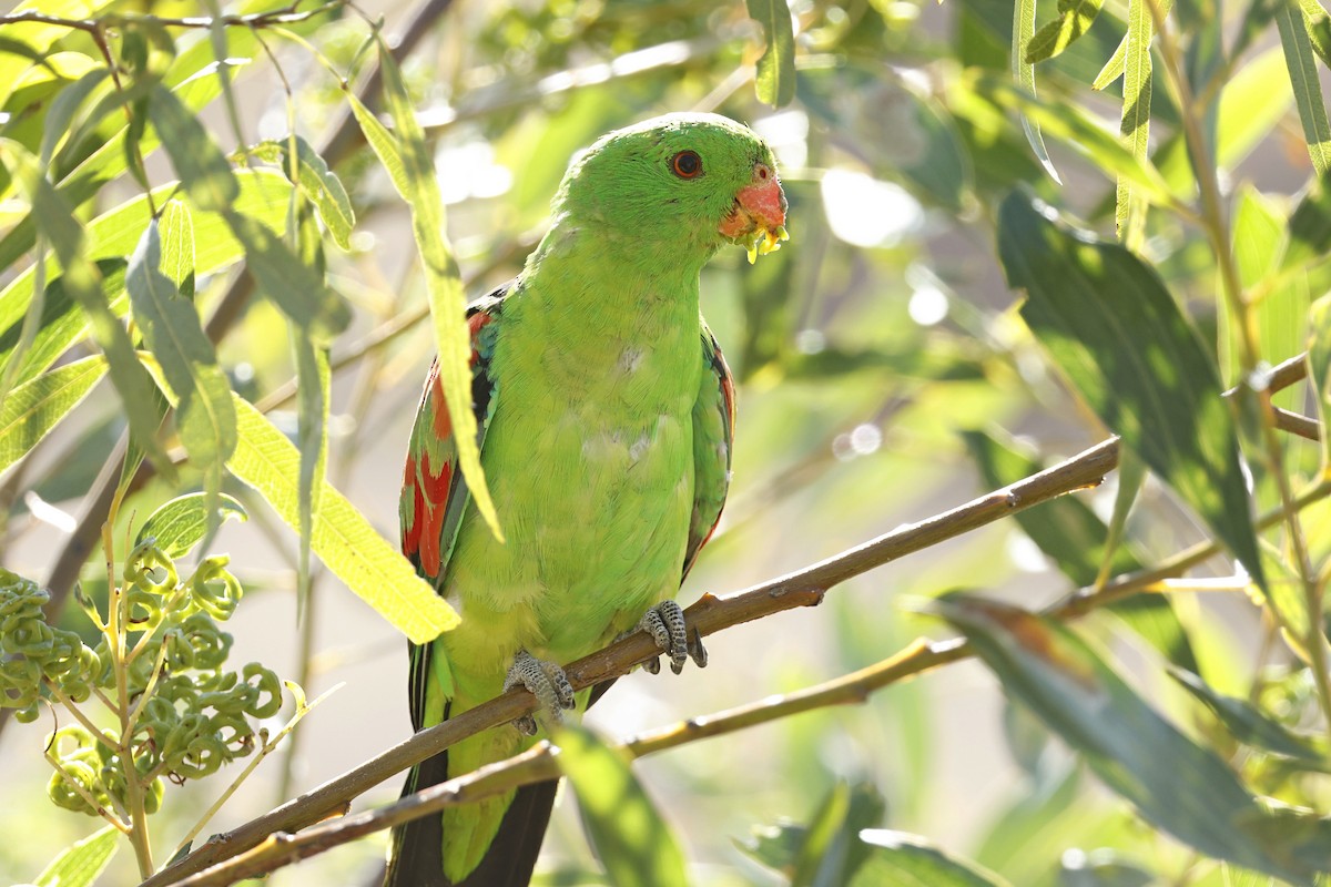 Red-winged Parrot - ML642008084