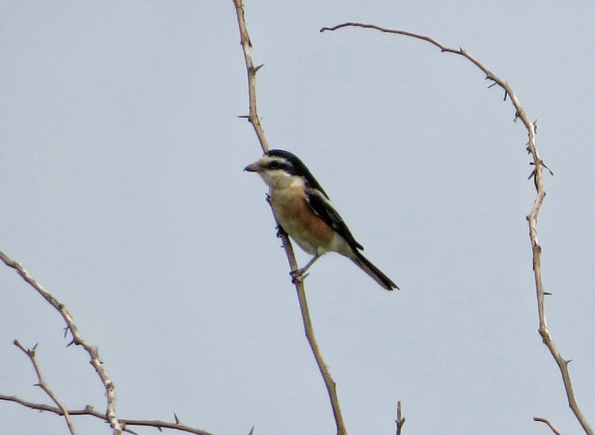 Masked Shrike - ML642008085