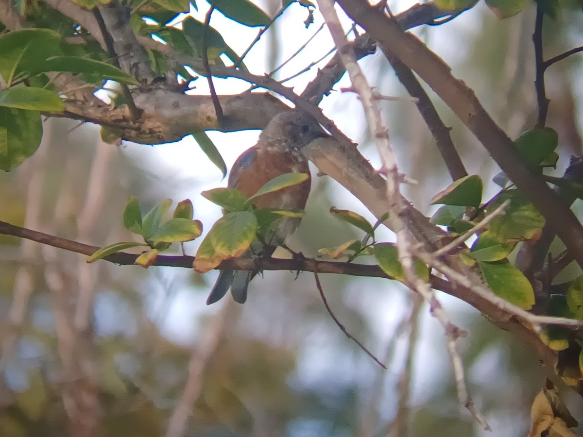 Western Bluebird - ML642008091
