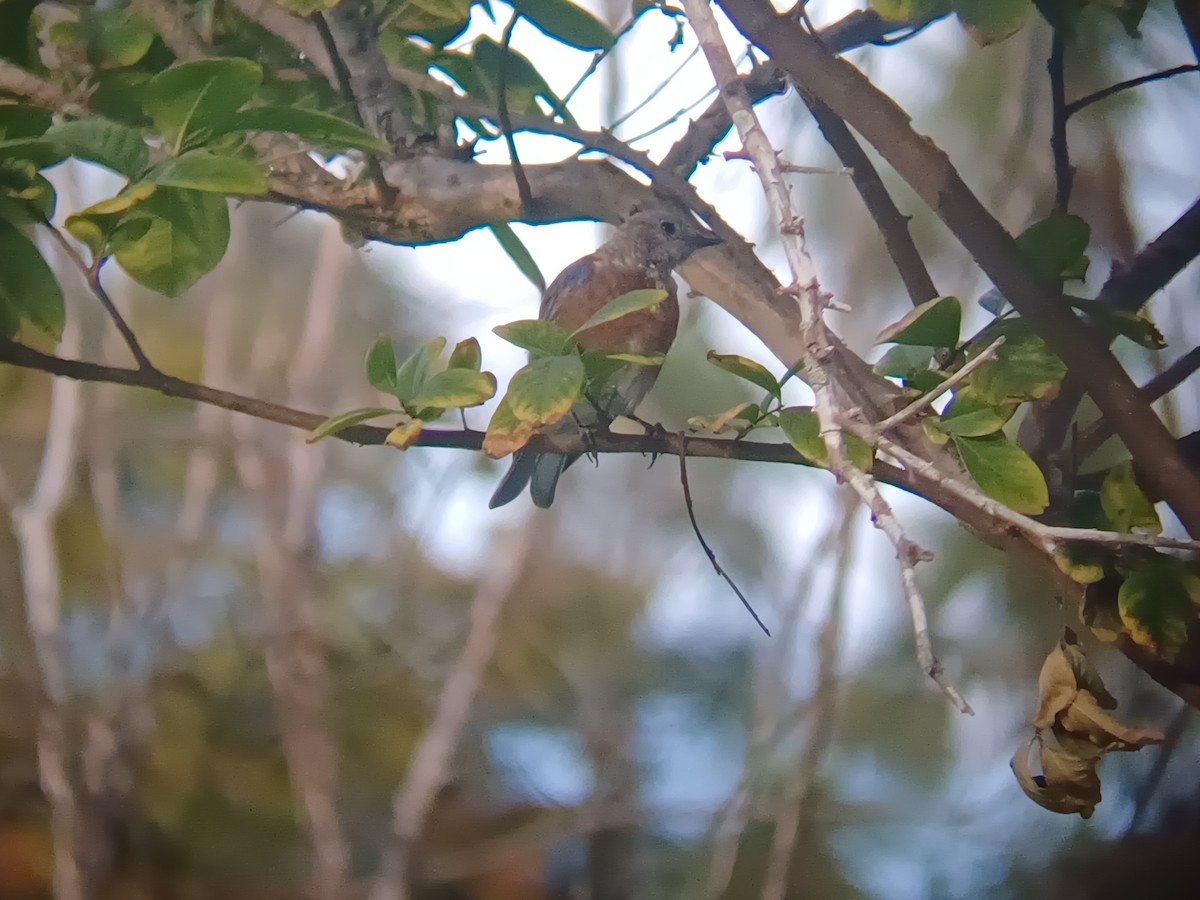 Western Bluebird - ML642008092
